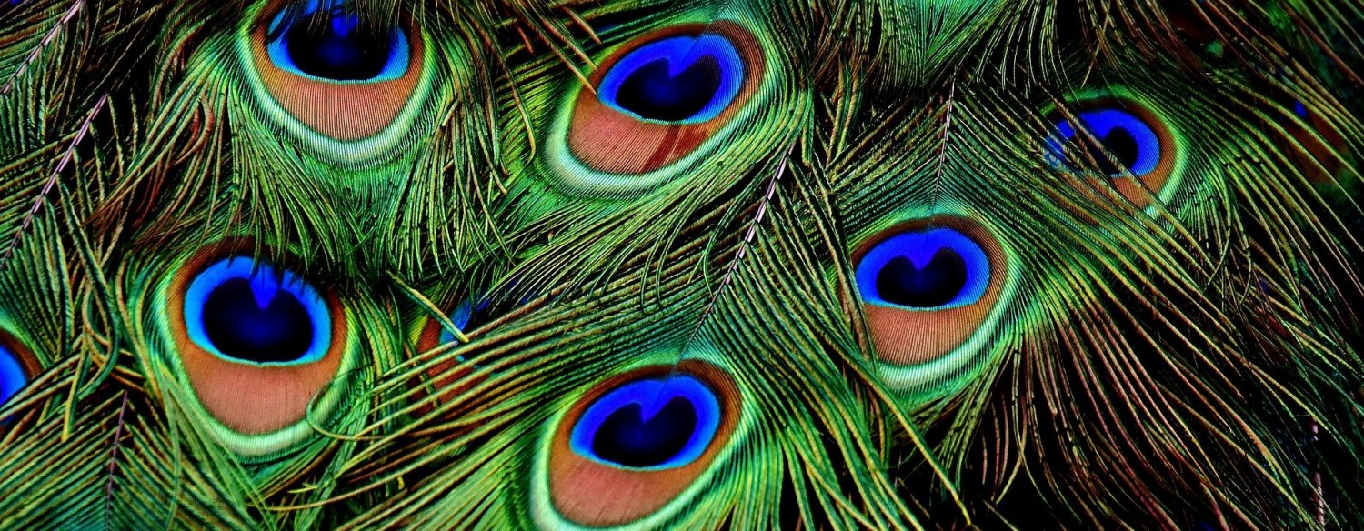 horizontal_banner_peacock_feathers