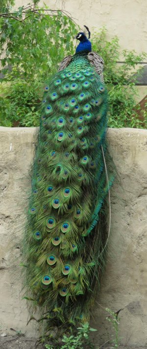 peacock_with_long_tail